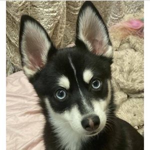 Meet your Posher, Dave